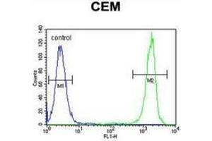 Flow cytometric analysis of CEM cells (right histogram) compared to a negative control cell (left histogram) using NUDT22  Antibody (C-term), followed by FITC-conjugated goat-anti-rabbit secondary antibodies.