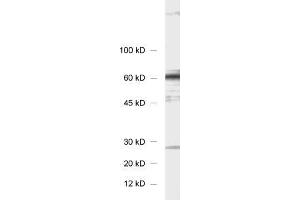 dilution: 1 : 1000, sample: 3T3 fibroblasts