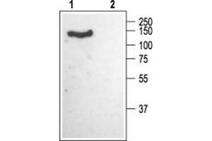 anti-Calcium Channel, Voltage-Dependent, alpha 2/delta Subunit 1 (CACNA2D1) (AA 27-41), (Extracellular) antibody