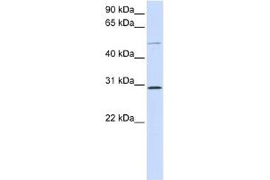 PLA1A antibody used at 1 ug/ml to detect target protein. (PLA1A antibody  (Middle Region))