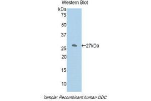 Western Blotting (WB) image for anti-Ornithine Decarboxylase 1 (ODC1) (AA 234-453) antibody (ABIN1860100) (ODC1 antibody  (AA 234-453))