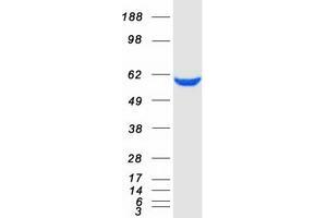 Validation with Western Blot (PKM2 Protein (Transcript Variant 1) (Myc-DYKDDDDK Tag))
