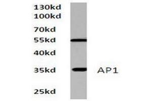 Image no. 1 for anti-Jun Proto-Oncogene (JUN) antibody (ABIN265351) (C-JUN antibody)