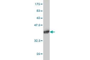 Western Blot detection against Immunogen (36. (SSX4 antibody  (AA 91-188))