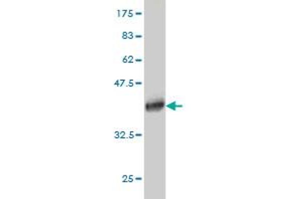 SSX4 antibody  (AA 91-188)