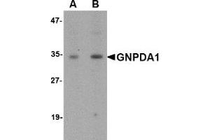 Western Blotting (WB) image for anti-Glucosamine-6-Phosphate Deaminase 1 (GNPDA1) (C-Term) antibody (ABIN1030415) (GNPDA1 antibody  (C-Term))