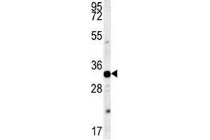 AQP11 antibody  (AA 244-271)