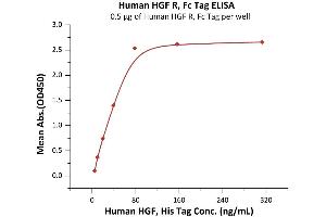 Immobilized Human HGF R, Fc Tag (ABIN2180661,ABIN2180662) at 5 μg/mL (100 μL/well) can bind Human HGF, His Tag (ABIN6973095) with a linear range of 5-78 ng/mL (Routinely tested). (c-MET Protein (AA 25-932) (Fc Tag))