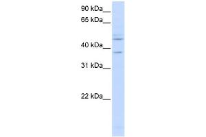 Western Blotting (WB) image for anti-Replication Factor C (Activator 1) 3, 38kDa (RFC3) (C-Term) antibody (ABIN2782474)