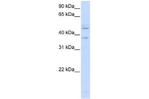 WB Suggested Anti-RFC3 Antibody Titration:  0. (RFC3 antibody  (C-Term))
