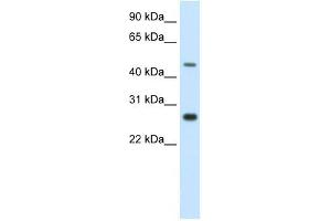 SPZ1 antibody (20R-1158) used at 0.