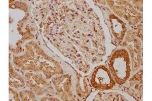 IHC image of ABIN7170398 diluted at 1:640 and staining in paraffin-embedded human kidney tissue performed on a Leica BondTM system.