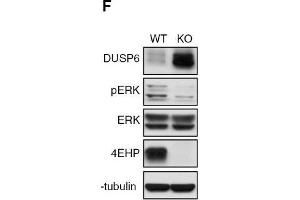 Depletion of 4EHP expression affects cell proliferation, survival, and ERK1/2 phosphorylation. (EIF4E2 antibody)