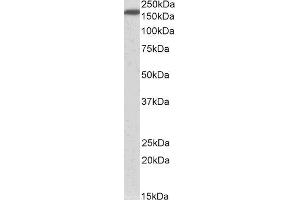 ABIN2564104 (0. (NFASC antibody  (AA 877-890))