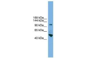 Western Blot showing PCDH18 antibody used at a concentration of 1-2 ug/ml to detect its target protein. (PCDH18 antibody  (N-Term))