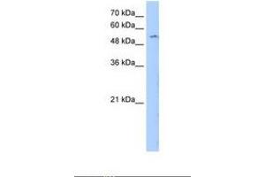 Image no. 1 for anti-Limb Region 1 Homolog (LMBR1) (N-Term) antibody (ABIN6738604) (LMBR1 antibody  (N-Term))