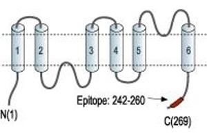 Representative domain view of the target of ABIN7042932.