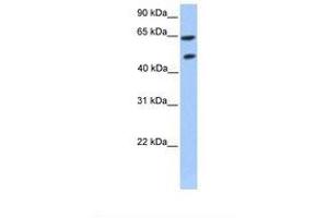 Image no. 1 for anti-Zinc Finger Protein 449 (ZNF449) (AA 199-248) antibody (ABIN6739105) (ZNF449 antibody  (AA 199-248))