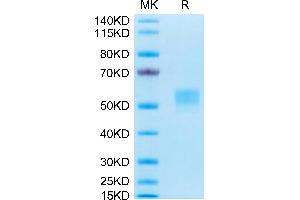 CD79b Protein (AA 29-159) (Fc Tag)