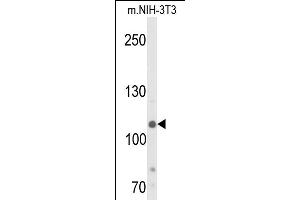 Western blot analysis of JMJD2B- (ABIN653576 and ABIN2842951) in NIH-3T3 cell line lysates (35 μg/lane). (KDM4B antibody  (AA 281-306))