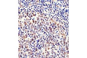 Immunohistochemical analysis of paraffin-embedded H.