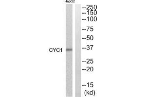 Western blot analysis of extracts from HepG2 cells, using CYC1 antibody. (Cytochrome C1 antibody  (Internal Region))