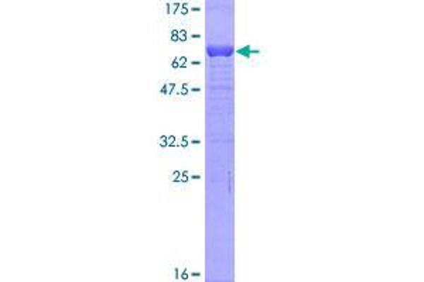 TMOD2 Protein (AA 1-351) (GST tag)