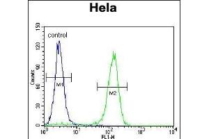 CCNC Antibody (N-term) (ABIN655158 and ABIN2844776) flow cytometric analysis of Hela cells (right histogram) compared to a negative control cell (left histogram). (Cyclin C antibody  (N-Term))