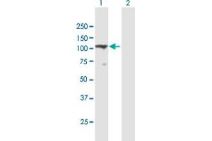 Western Blot analysis of TMEM24 expression in transfected 293T cell line by TMEM24 MaxPab polyclonal antibody. (C2CD2L antibody  (AA 1-706))