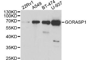 Western blot analysis of extracts of various cell lines, using GORASP1 antibody (ABIN5973972) at 1/1000 dilution. (GORASP1 antibody)