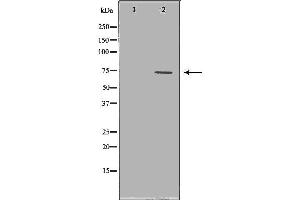 Western blot analysis of extracts of A549 , using VCP antibody. (VCP antibody  (Internal Region))