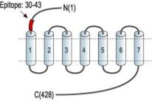 anti-Somatostatin Receptor 2 (SSTR2) (AA 30-43), (Extracellular), (N-Term) antibody