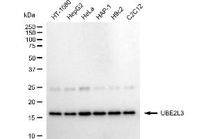 Western blotting analysis using UBE2L3 antibody (ABIN7800748). (Recombinant UBE2L3 antibody)