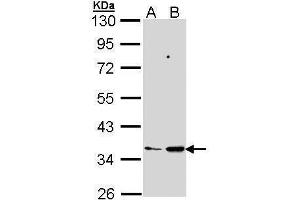 WB Image Sample (30 ug of whole cell lysate) A: 293T B: Molt-4 , 10% SDS PAGE antibody diluted at 1:1000 (PTGES2 antibody)