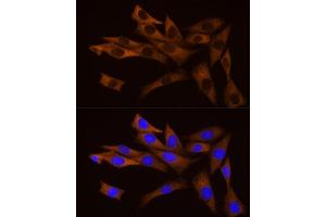 Immunofluorescence analysis of NIH/3T3 cells using Bag1 Rabbit mAb (ABIN7265847) at dilution of 1:50 (40x lens). (BAG1 antibody)