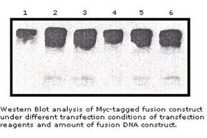 Image no. 1 for anti-Myc Tag (AA 410-419) antibody (ABIN790724) (Myc Tag antibody  (AA 410-419))