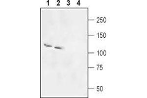 Western blot analysis of rat brain (lanes 1 and 3) and testis (lanes 2 and 4) membranes: - 1,2. (NBC4 antibody  (Intracellular, N-Term))