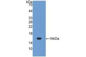 Detection of Recombinant TGFb1, Mouse using Polyclonal Antibody to Transforming Growth Factor Beta 1 (TGFb1) (TGFB1 antibody  (AA 279-390))