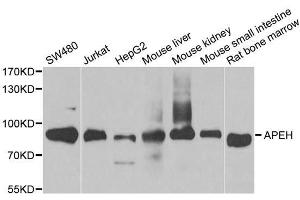 Western blot analysis of extracts of various cell lines, using APEH antibody.