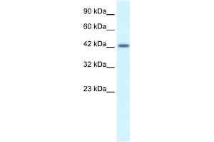 WB Suggested Anti-ATF2 Antibody Titration:  1. (ATF2 antibody  (C-Term))