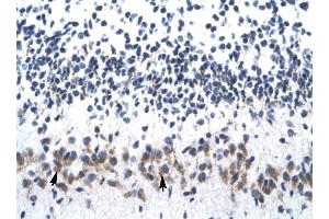 ZNF266 antibody was used for immunohistochemistry at a concentration of 4-8 ug/ml to stain Purkinje cells (arrows) in Human Cerebellum. (ZNF266 antibody  (N-Term))