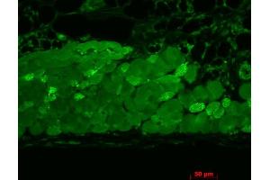 Immunohistochemistry analysis using Mouse Anti-Hsp90 Monoclonal Antibody, Clone 4F3. (HSP90 antibody)
