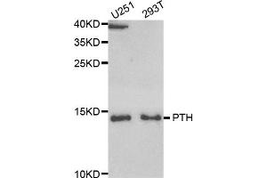 Western blot analysis of extracts of various cell lines, using PTH antibody (ABIN5973457) at 1/1000 dilution. (PTH antibody)