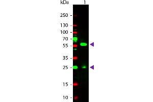 Western Blot of Rabbit anti-Biotin Rhodamine Conjugated Antibody. (Biotin antibody  (Rhodamine))