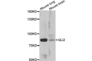 Western blot analysis of extracts of various  tissues, using GLI2 antibody. (GLI2 antibody)