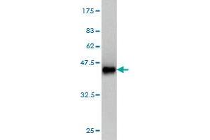 Western Blot detection against Immunogen (37. (MAPKAP Kinase 3 antibody  (AA 272-382))