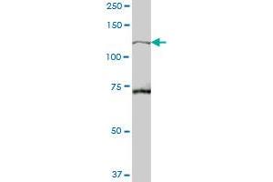 TBC1D2 MaxPab polyclonal antibody. (TBC1D2 antibody  (AA 1-502))