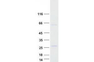 Validation with Western Blot (FOXN2 Protein (Myc-DYKDDDDK Tag))