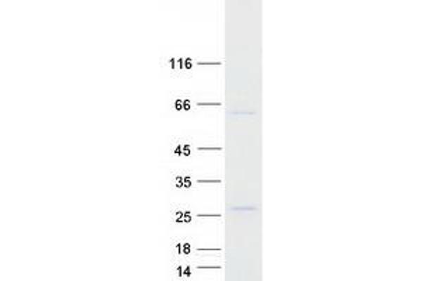 FOXN2 Protein (Myc-DYKDDDDK Tag)