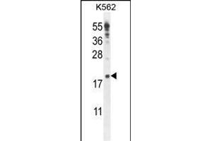 IQCJ Antibody (C-term) (ABIN654864 and ABIN2844523) western blot analysis in K562 cell line lysates (35 μg/lane). (IQCJ antibody  (C-Term))